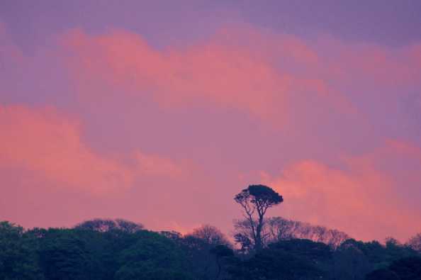26 April 2020 - 06-16-15 
A few minutes later the pink had saturated a shade. 
----------------------
Kingswear tree sunrise